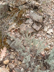 Lavandula pedunculata