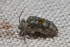 Mesopsocus