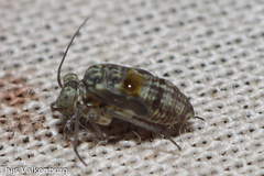 Mesopsocus