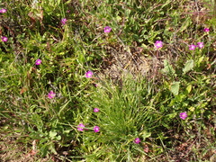 Calandrinia menziesii