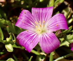 Calandrinia menziesii