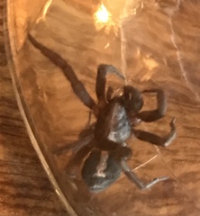 Herpyllus propinquus