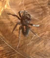 Herpyllus propinquus