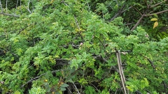 Osteomeles anthyllidifolia