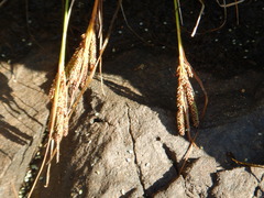 Carex lenticularis