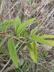 Sida hackettiana