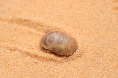 Heterogamodes