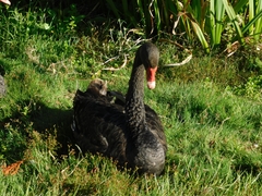 Cygnus atratus