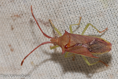 Plinachtus imitator