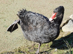 Cygnus atratus