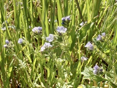 Phacelia ciliata