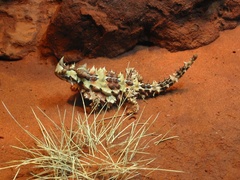 Moloch horridus