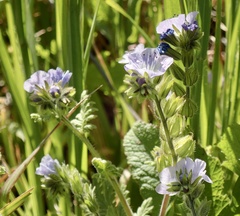Phacelia ciliata