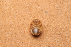Heterogamodes