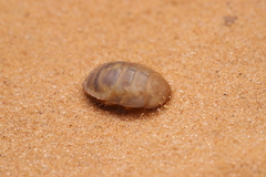 Heterogamodes