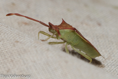 Plinachtus imitator