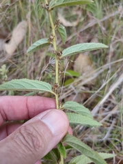 Sida hackettiana