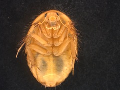Heterogamodes