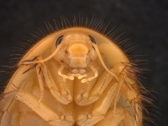 Heterogamodes