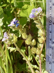 Phacelia ciliata