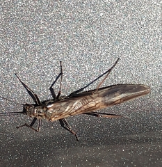 Taeniopteryx