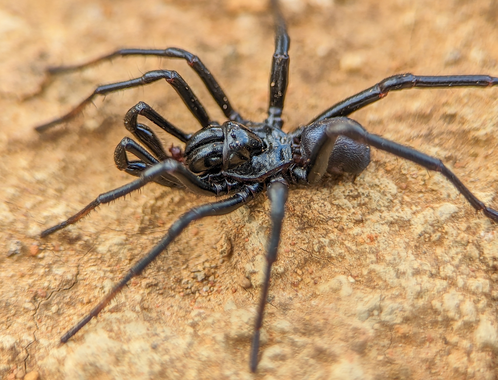 Actinopus candango Miglio, Pérez-Miles & Bonaldo, 2020