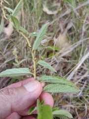 Sida hackettiana