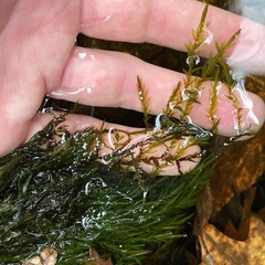 Fontinalis antipyretica