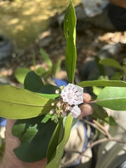 Kalmia