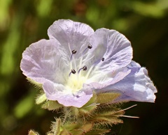 Phacelia ciliata