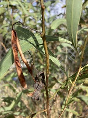 Acacia falcata