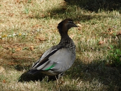 Chenonetta jubata