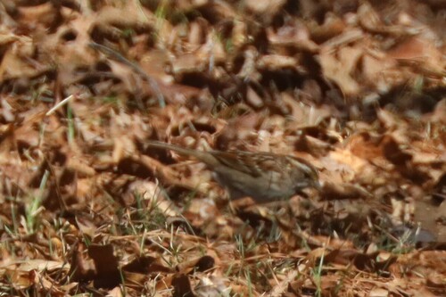 White-throated Sparrow photographed in Mississippi