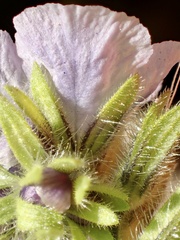 Phacelia ciliata