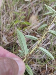 Sida hackettiana