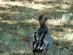Chenonetta jubata
