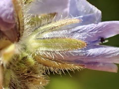 Phacelia ciliata