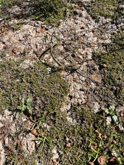 Selaginella cinerascens