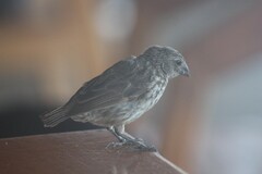 Platyspiza crassirostris