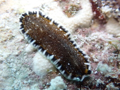Pseudoceros bicolor