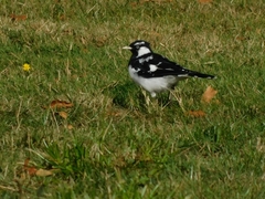 Grallina cyanoleuca