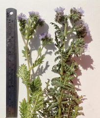 Phacelia ciliata