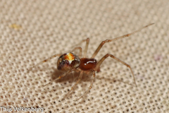 Simitidion