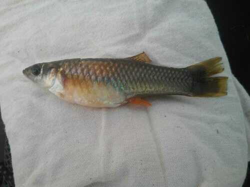 Catemaco molly (Poecilia catemaconis) — Poeciliidae