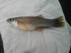 Poecilia mexicana