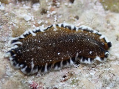 Pseudoceros bicolor