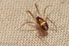 Simitidion