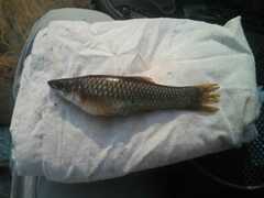 Poecilia mexicana