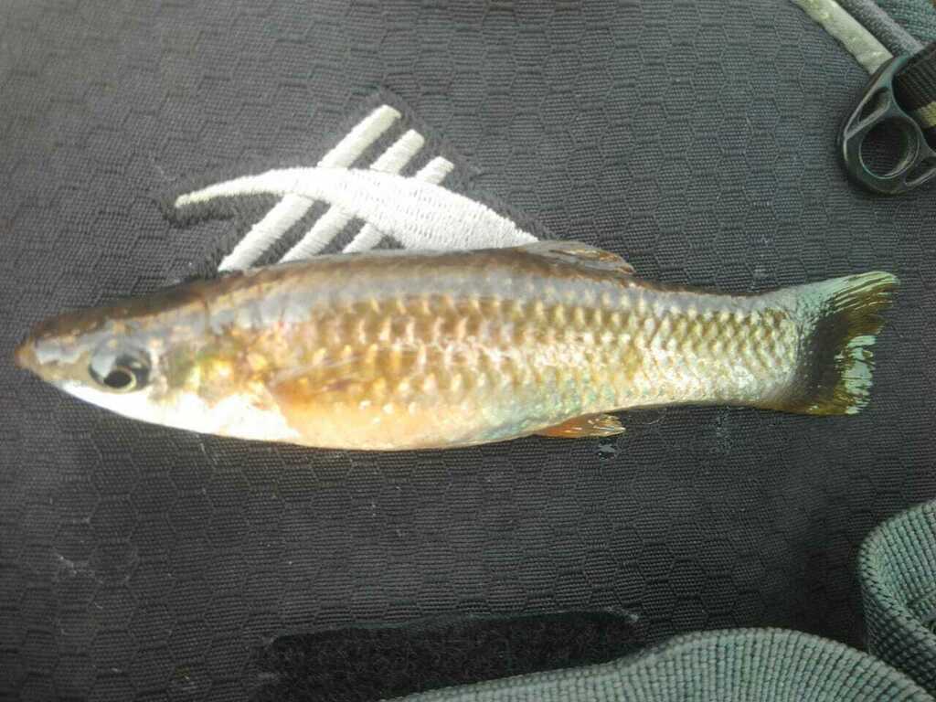 Catemaco molly (Poecilia catemaconis) — Poeciliidae