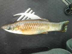 Poecilia mexicana
